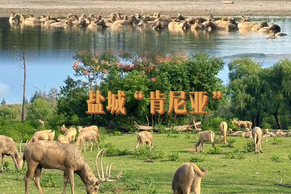 【端午江苏盐城|休闲3天】6月19日-21日，苏北“肯尼亚”，皮划艇观麋鹿＋暗夜星空+仙鹤起舞，惊喜的目的地休闲3日游。