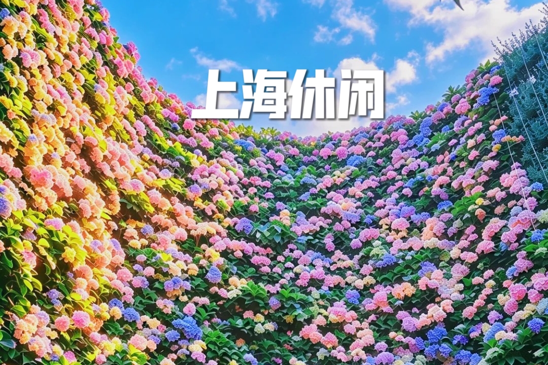 【上海|休闲1天】5月30日（周六），东厍村浪漫绣球花海+练塘古镇Citywalk，漫步静谧水乡~