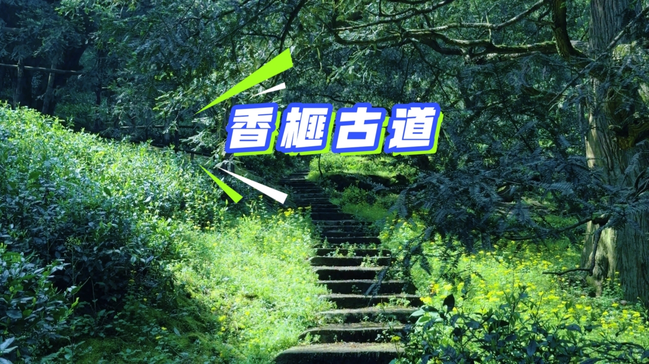 【绍兴|徒步1天】5月31日（周日），徒步小众秘境月华山香榧古道，小黄花开的山林治愈之旅！